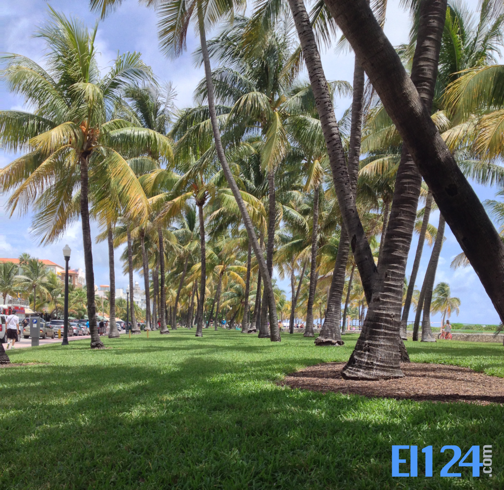 el124-miami-south-beach-palmeras