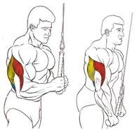 bíceps y tríceps