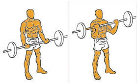 bíceps y tríceps