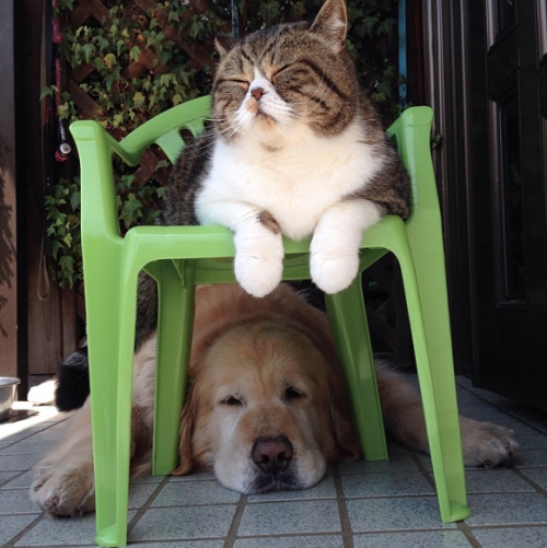 perro y gato 4