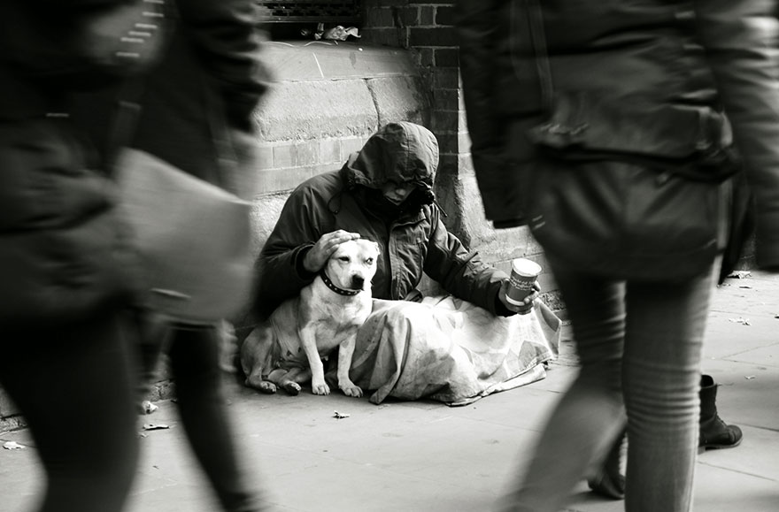 Perros de los Homeless 