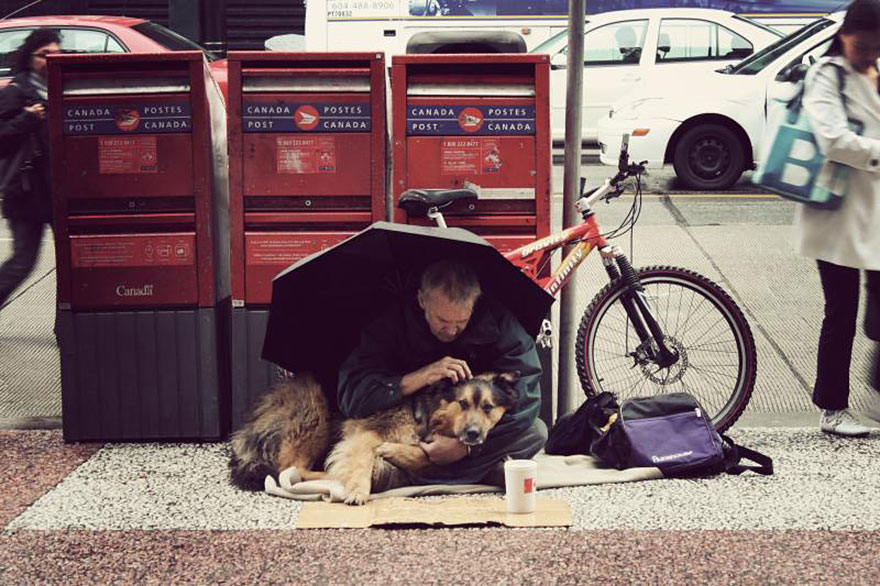 perros de los homeless 