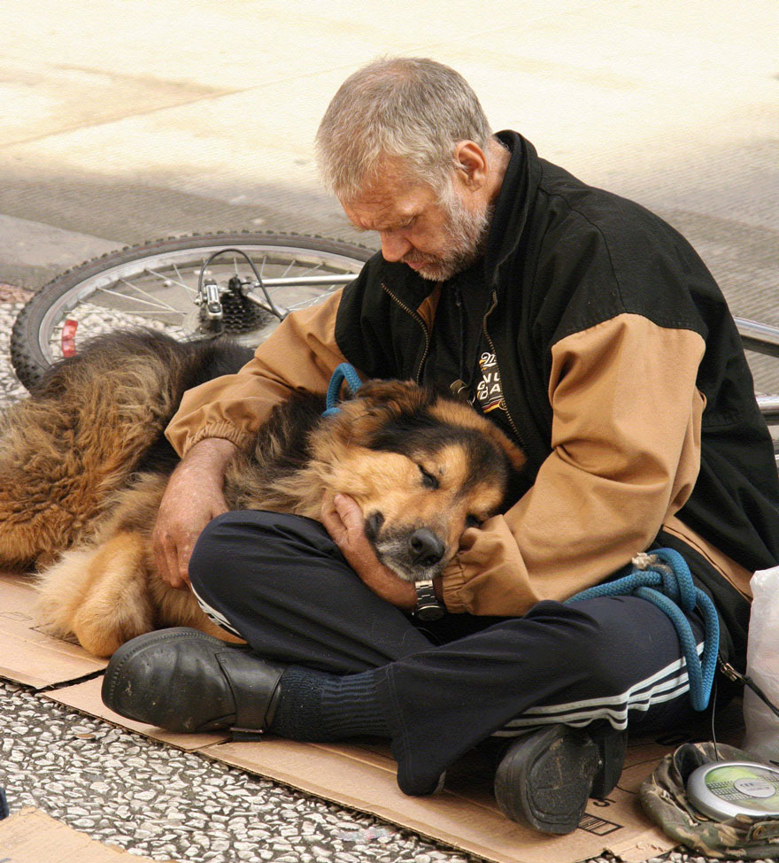 perros de los homeless 