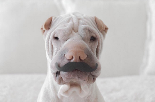 El más tierno cachorro Shar Pei de Instagram