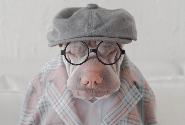 El más tierno cachorro Shar Pei de Instagram