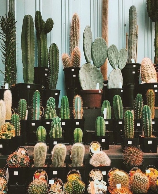 Cactus