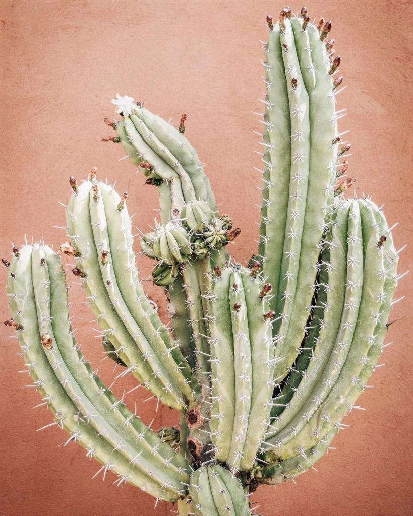 Cactus 