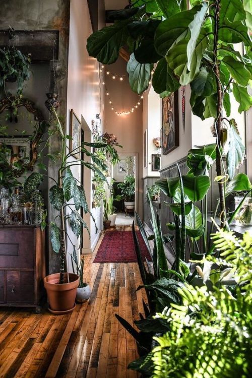 Luz, plantas y estilo para tu hogar